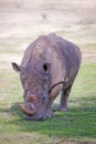 Rhino , South Africa Royalty Free Stock Photo