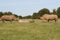 Rhino Stand Off Royalty Free Stock Photo