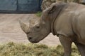 Rhino standing