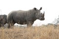 Rhino standing in dry bush Royalty Free Stock Photo