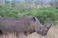 Rhino standing in the dry grass Royalty Free Stock Photo