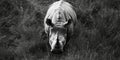 Rhino is standing in a field of grass Royalty Free Stock Photo