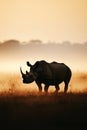 A rhino is standing in a field of tall grass Royalty Free Stock Photo