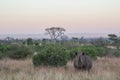 Rhino standing in the grass at sunset Royalty Free Stock Photo