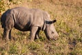 Rhino standing in nature calf