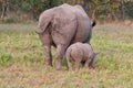 Rhino standing in nature