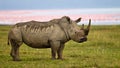 Rhino standing near the lake