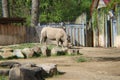 Rhino standing Royalty Free Stock Photo