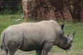 Rhino standing in the tall, dry grass with birds on his back Royalty Free Stock Photo