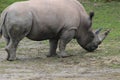 Rhino standing in the tall, dry grass with birds on his back Royalty Free Stock Photo