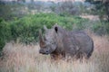 Rhino standing in the grass with birds on his back Royalty Free Stock Photo