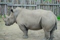 Rhino stands in a wooden animal pen