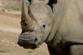 Rhino Stare Royalty Free Stock Photo