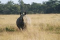 Rhino staring Royalty Free Stock Photo