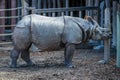 Rhino staring watchfully into the distance Royalty Free Stock Photo