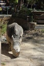 Rhino sunbathing in barcelona spain Royalty Free Stock Photo