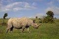 Rhino in Ol Pejeta, Kenya, Africa Royalty Free Stock Photo