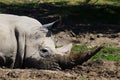 Rhino Royalty Free Stock Photo