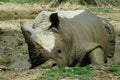 Rhino Royalty Free Stock Photo