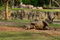 Rhino is taking mud bath Royalty Free Stock Photo