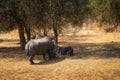 Rhino and three warthogs feeding in Bandia Reserve, Senegal