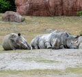 Rhino Trio