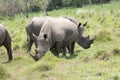 rhino in Uganda