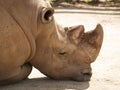 Rhino under the sun Royalty Free Stock Photo