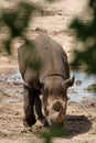 Rhino view from the trees Royalty Free Stock Photo