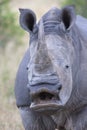 Rhino vocalizing to mother Royalty Free Stock Photo