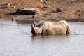 Rhino wading in Namibia Royalty Free Stock Photo