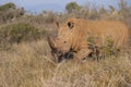 Rhino walking in African bushes Royalty Free Stock Photo