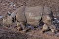 Rhino walking in the mud Royalty Free Stock Photo