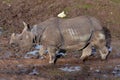 Rhino walking in the mud Royalty Free Stock Photo