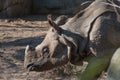 Rhino walking in the zoo Royalty Free Stock Photo