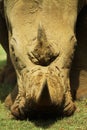 Rhino Watching you Royalty Free Stock Photo