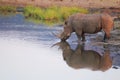 Rhino at Waterhole