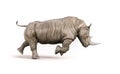 Rhino on white background Royalty Free Stock Photo