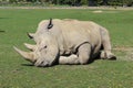 Rhino Royalty Free Stock Photo