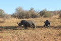 A rhino with young in Welgevonden Game Reserve in South Africa Royalty Free Stock Photo