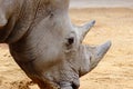 Rhino in zoo in germany in augsburg