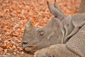 RHINO - ZOO - HUNGARY Royalty Free Stock Photo