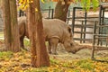 RHINO - ZOO - HUNGARY Royalty Free Stock Photo