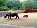 Rhino in Zoo, Indian Rhino, Baby Rhino Royalty Free Stock Photo