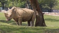 Rhino in a zoo in Italy Royalty Free Stock Photo