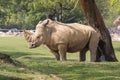 Rhino in a zoo in Italy Royalty Free Stock Photo