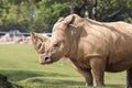 Rhino in a zoo in Italy Royalty Free Stock Photo