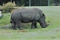 Rhino at the zoo Jacksonville Fl