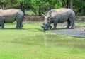 Rhino mud protection covering Royalty Free Stock Photo