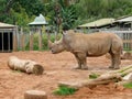 Rhino in Zoo Royalty Free Stock Photo